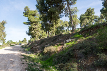 Visiting Lahav Forest in northern Negev