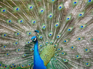 Fototapeta premium Peacock and feathers