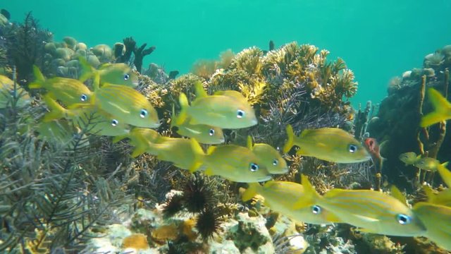 Caribbean sea coral reef with a school of fish (French grunt fish), underwater scene, 50fps
