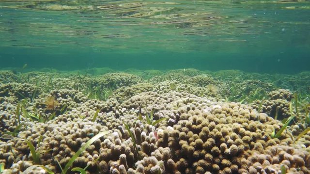 Underwater shallow coral reef with colonies of Porite finger coral and the ripples of water surface, Caribbean sea, Panama, Central America
