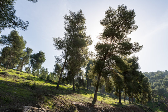 Visiting Lahav Forest in northern Negev