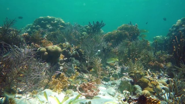 Underwater marine life on a reef with soft and hard corals, sea sponges and tropical fishes, natural light, Caribbean sea, Central America, 50fps
