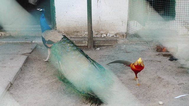 Closeup shot Golden pheasant or Chinese pheasant walk restlessly.