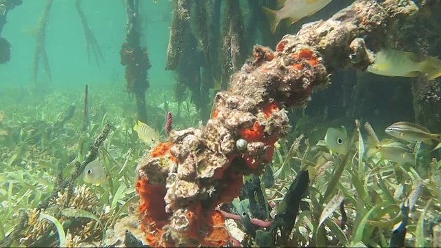 Underwater mangrove roots with tropical fish, Caribbean sea, Bocas del Toro, Panama, Central America

