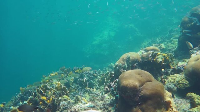 Underwater on the edge of a coral reef with tropical fishes, Caribbean sea, Panama, Central America, 50fps
