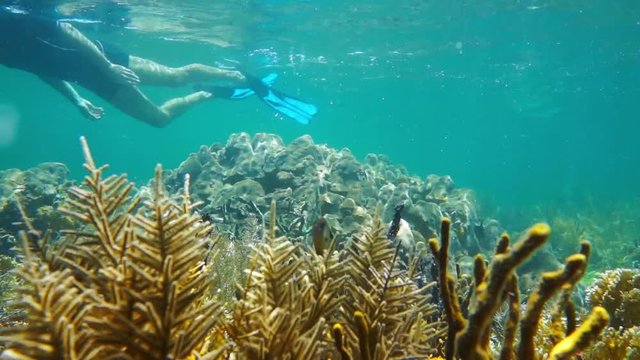 Underwater snorkeling a man exploring a shallow coral reef in the Caribbean sea, Panama, Central America, 50fps
