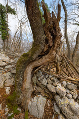 Fototapeta na wymiar The remains of a tree growing between stone walls