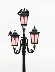 Fototapeta na wymiar London streetlight with perched pigeons, isolated on white sky