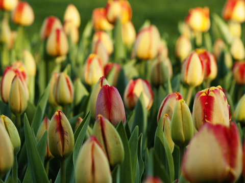 Tr&egrave;s color&eacute;es et tres jolies tulipes dans le jardin jaunes, rouges, oranges