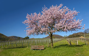 Frühling in der Südpfalz