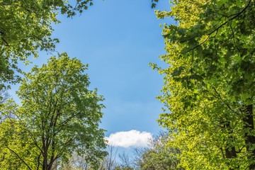 top of green trees and blue sky background with empty space for copy or text