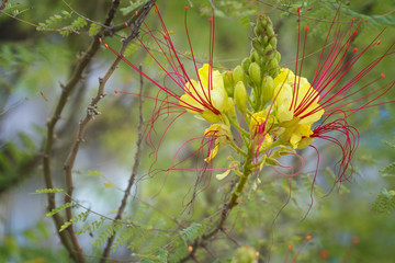 Turkish Bird of Paradise yellow flower