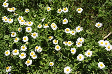 Group of chamomile flower in grass