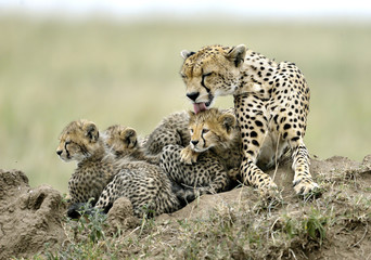 Naklejka na ściany i meble Cheetah mother and her cubs - Serengeti, Tanzania