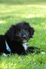 Fototapeta premium chien