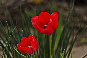 Obraz premium Tulips blossomed in spring on the backyard
