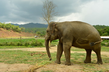 Fototapeta na wymiar Elephant sanctuary 1