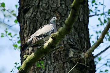 Portrait of grey wood pigeon, Columba palumbus, sitting on a branch in a forest, tree trunk, green leaves, springtime, sunny day, blue sky
