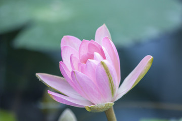 Pink water lilly with green leaf background