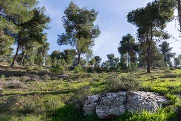Visiting Lahav Forest in northern Negev