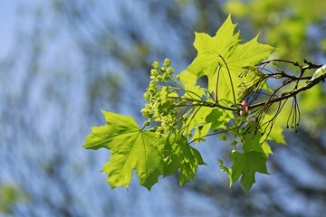 Acer platanoides, young fresh leaves of maple, transparent, backlit by sun, springtime, on a sunny...