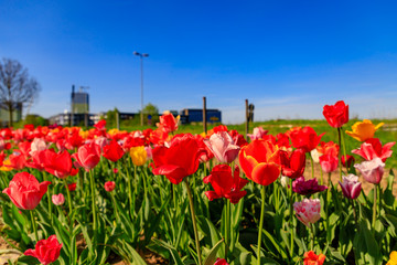 Red tulips against an urban background with skyscrapers