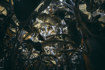 Wide-angle view from bottom: dark corridor inside of a banana garden in a jungle forest: plenty of banana palms close to each other, huge leaves and a partly dry trunks, sky in the glimpses