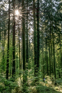 Sonnenstrahlen im Wald © focus finder