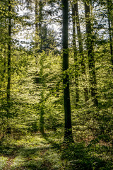 Sonnenstrahlen im Wald