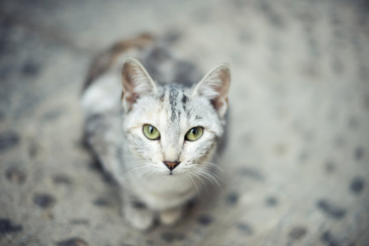 Retrato de gato gris sentado en el suelo mirando a c&radic;&deg;mara directamente con ojos verdes intensos