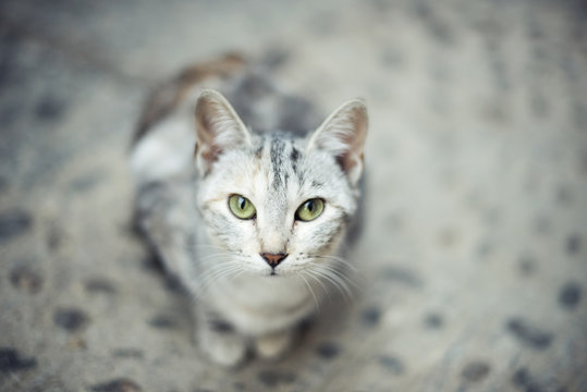 Retrato de gato gris sentado en el suelo mirando a c&radic;&deg;mara directamente con ojos verdes intensos