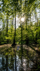 Obraz premium Sonnenstrahlen im Wald und Wasser