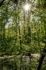 Obraz premium Sonnenstrahlen im Wald und Wasser