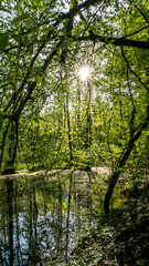 Fototapeta na wymiar Sonnenstrahlen im Wald und Wasser