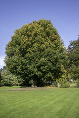 Fototapeta premium HDR Tree