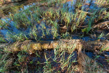 Sumpf und Moor
