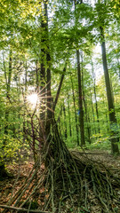 Obraz premium Sonnenstrahlen im Wald