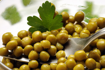 Pisum sativum