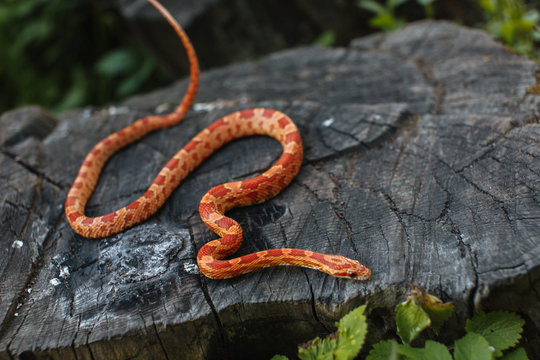 Snake
