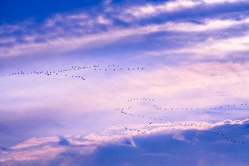 The wedge-like flock of geese in flight against the background of blue clouds at dawn,