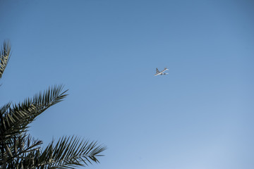 plane in the sky and palm trees
