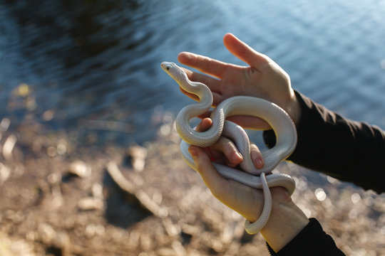 Snake
