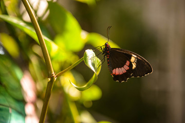 butterfly on a sheet