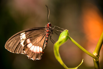 butterfly on a sheet