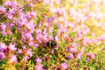 Thyme blooms in pink at sunset on the hillside with shallow depth of field and blurred background. A low-growing aromatic plant of the mint family.