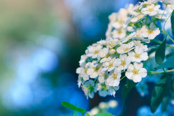 White flowers of a flowering spirea bush with green leaves in the springtime, shallow depth of field and blurred background,