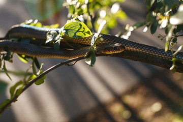 Snake