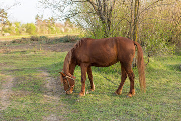 Fototapeta premium Beautiful horse grazing in a meadow, Portrait of a brown horse