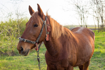 Obraz premium Beautiful horse grazing in a meadow, Portrait of a brown horse