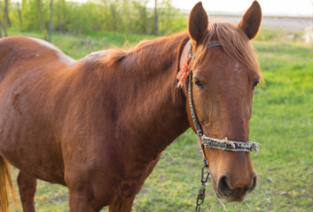 Fototapeta premium Beautiful horse grazing in a meadow, Portrait of a brown horse